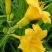 野生黄花菜种子耐热抗寒保健野菜金针菜阳台盆栽菜园种植