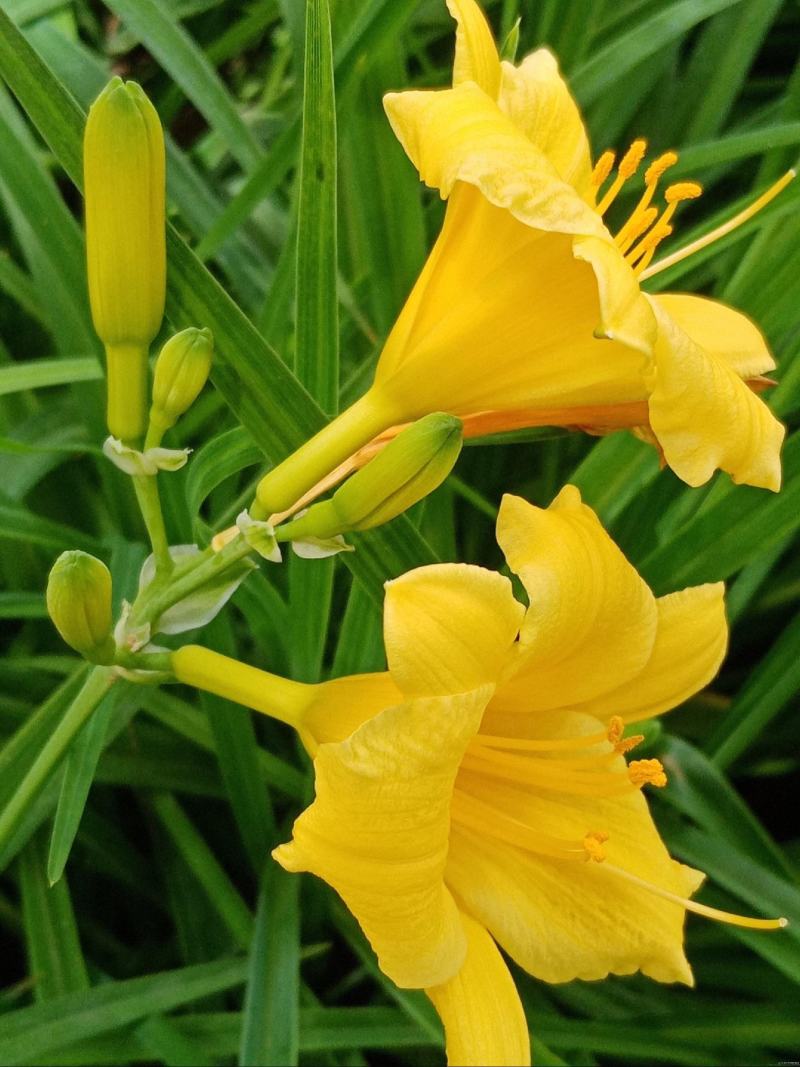 野生黄花菜种子耐热抗寒保健野菜金针菜阳台盆栽菜园种植