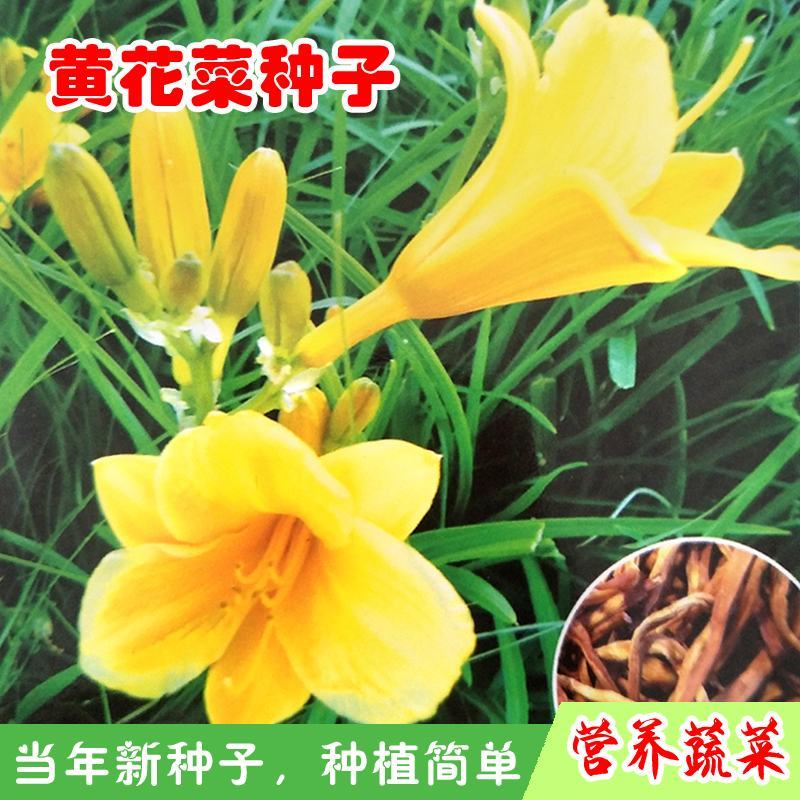 野生黄花菜种子耐热抗寒保健野菜金针菜阳台盆栽菜园种植