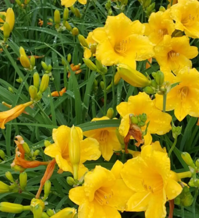 野生黄花菜种子耐热抗寒保健野菜金针菜阳台盆栽菜园种植
