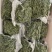 鲜胡椒青胡椒，现摘现发，全国多省包邮