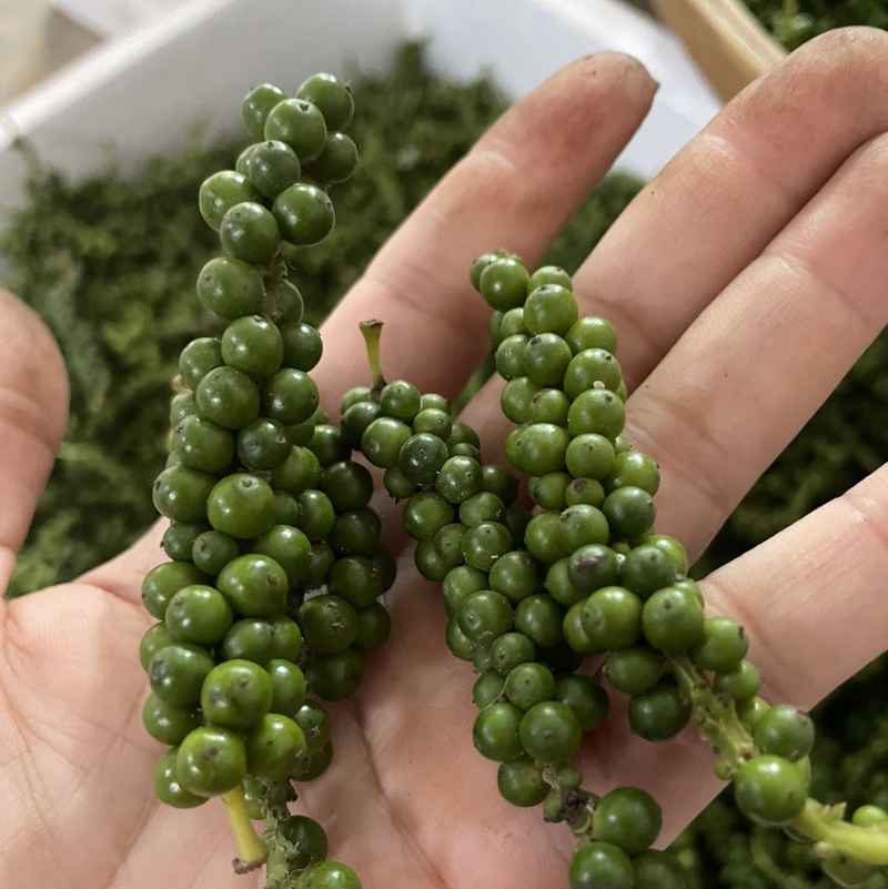鲜胡椒青胡椒，现摘现发，全国多省包邮