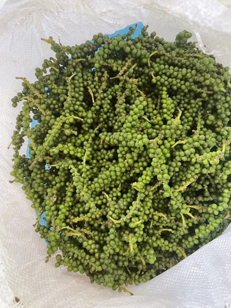 青胡椒，鲜胡椒现摘现发，全国多省包邮
