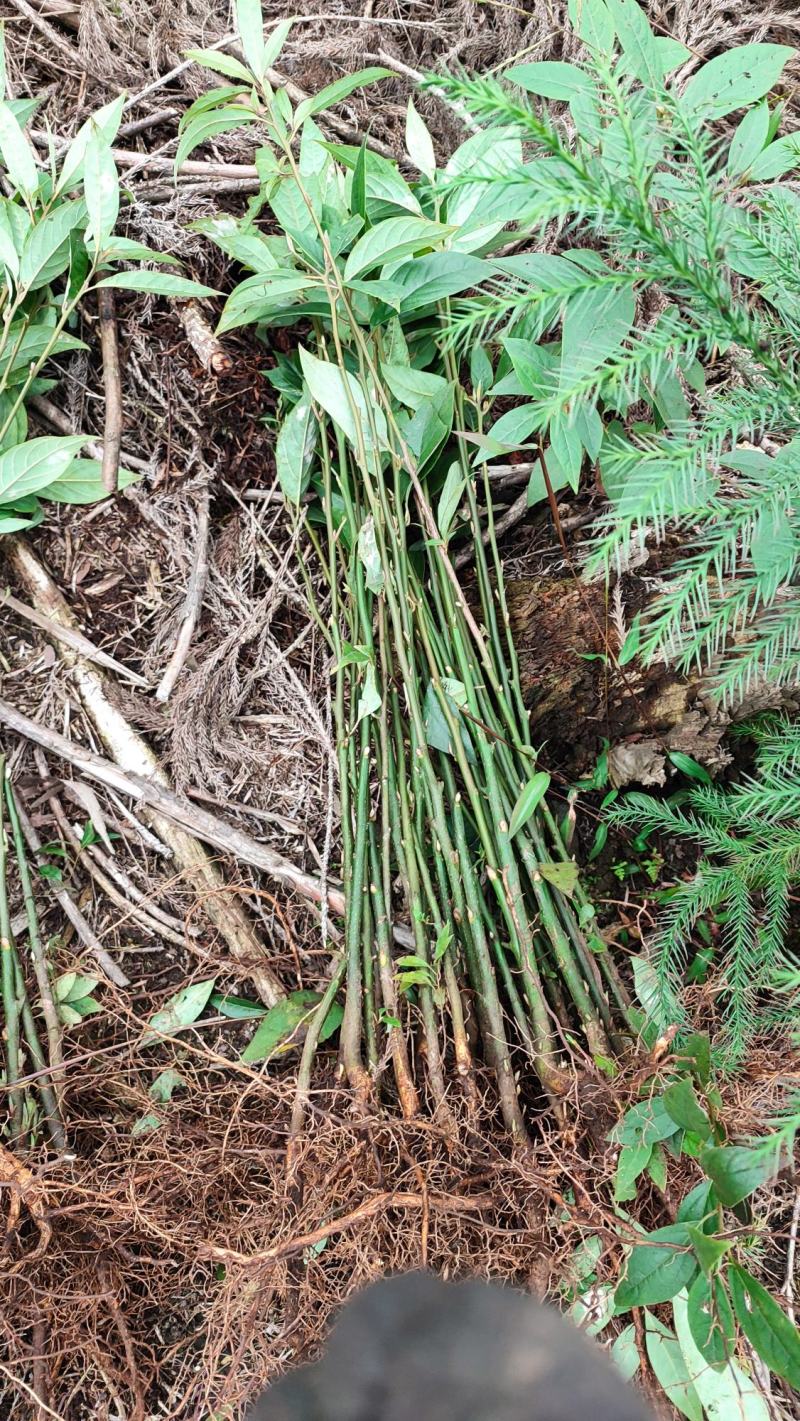 木姜子苗山苍子苗全苗剪巅苗