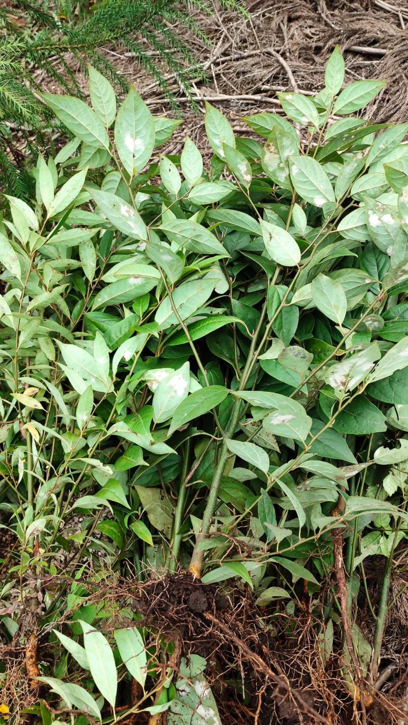 木姜子苗山苍子苗全苗剪巅苗