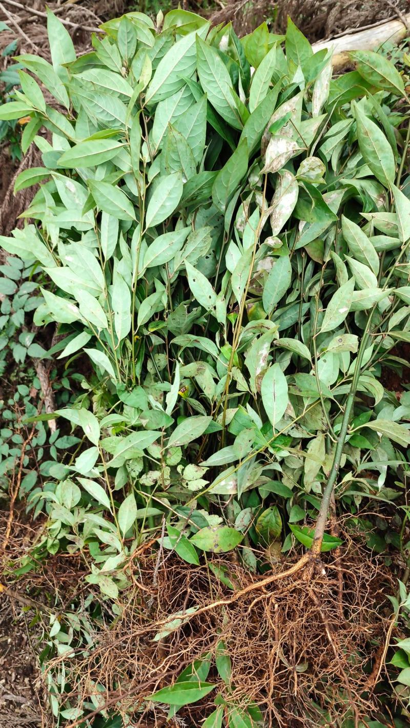 木姜子苗山苍子苗全苗剪巅苗