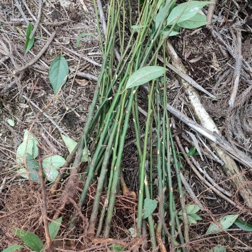 木姜子苗山苍子苗全苗剪巅苗