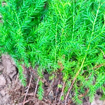 25公分50公分80公分100公分柳杉苗