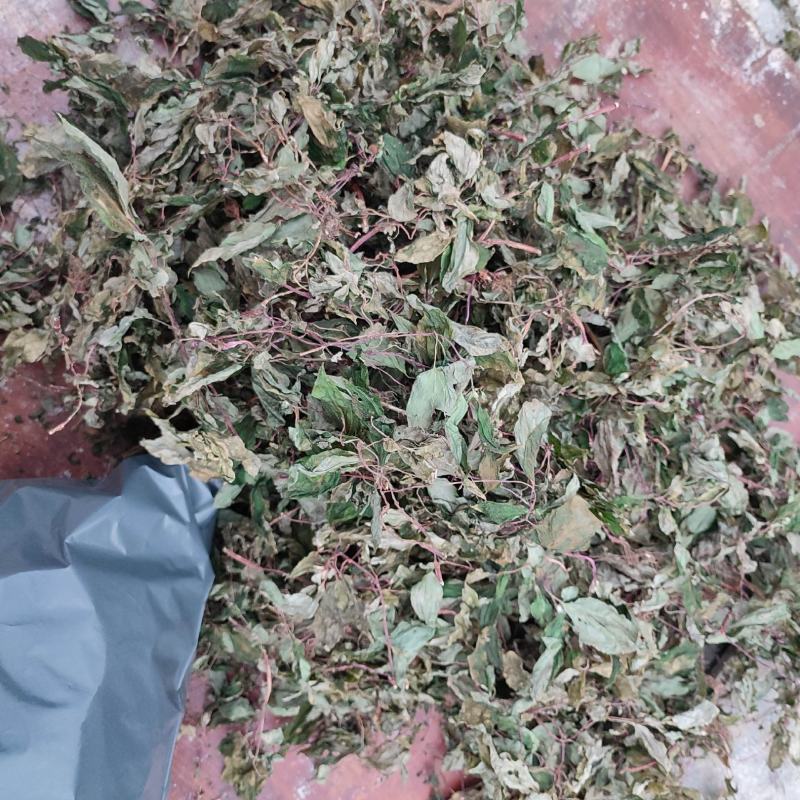 无根风柜斗草鲜货，大绿叶，小绿叶，小红叶