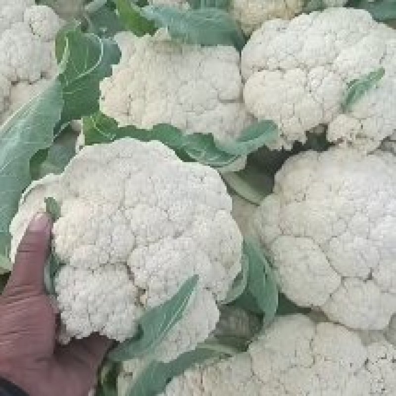 徐州沛县有机花菜大量上市中需要的老板联系