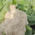 【今日推荐】青梗白面菜花小米粒货源充足走市场可存冷库