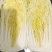 精品黄心高原夏菜娃娃菜条型好大颗高品质娃娃菜