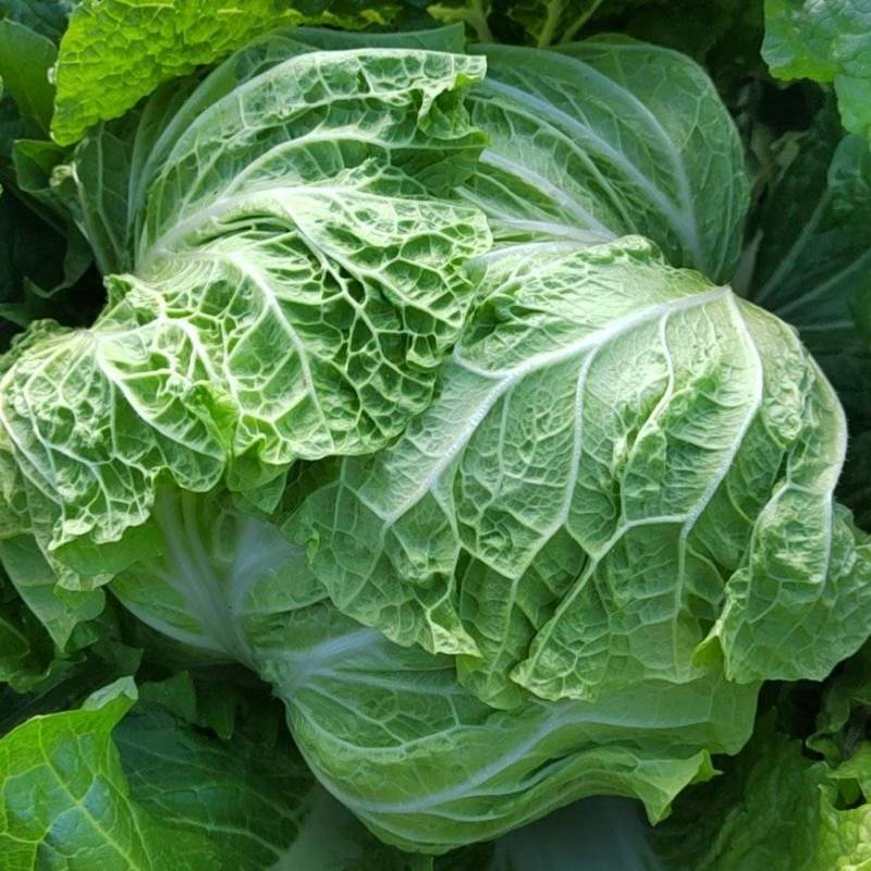 产地直供东京868大白菜鸡腿白菜狮子头白菜新乡小包