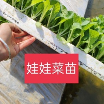 娃娃菜苗