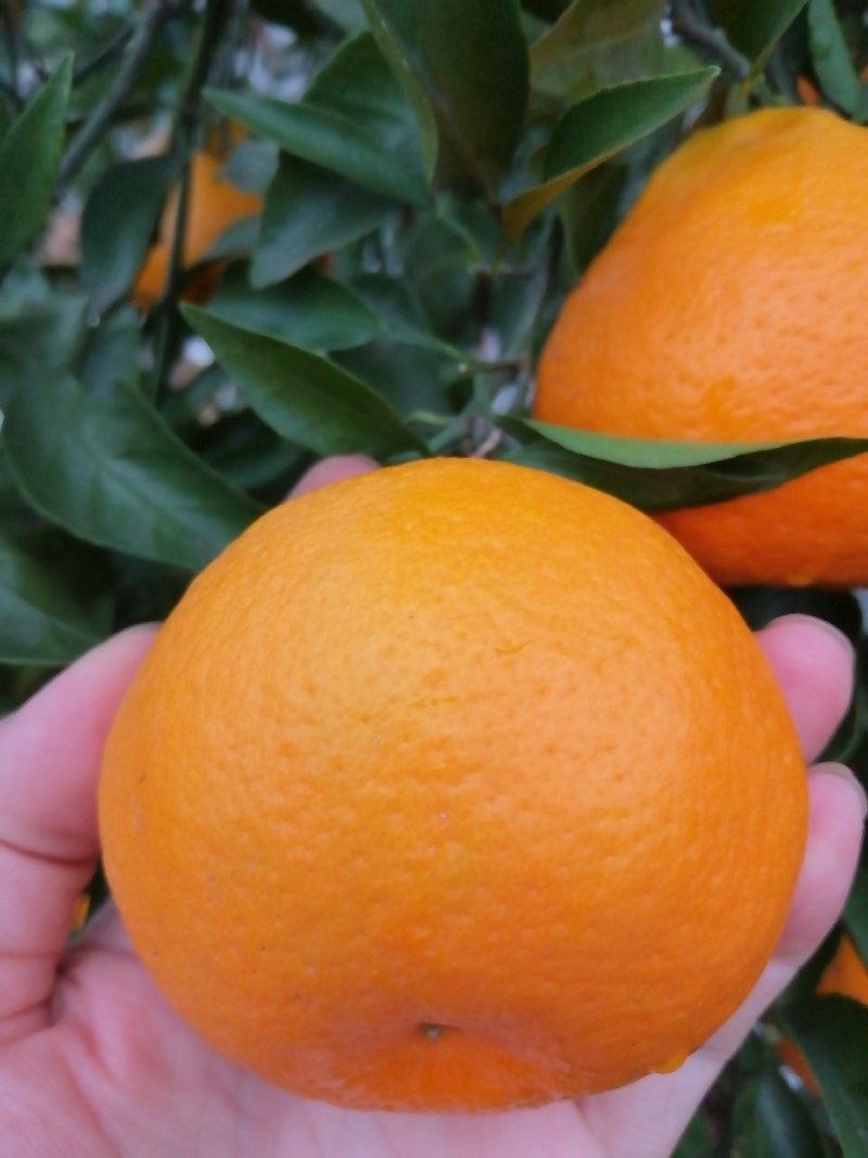 精品甜蜜蜜耙耙柑大量上市