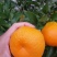 精品甜蜜蜜耙耙柑大量上市