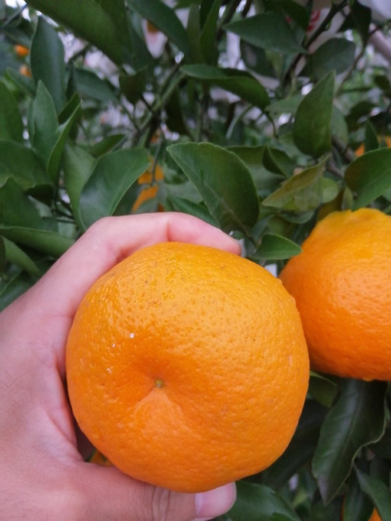 精品甜蜜蜜耙耙柑大量上市