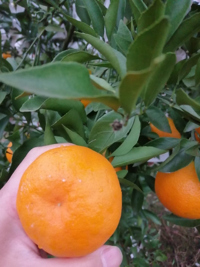 精品甜蜜蜜耙耙柑大量上市