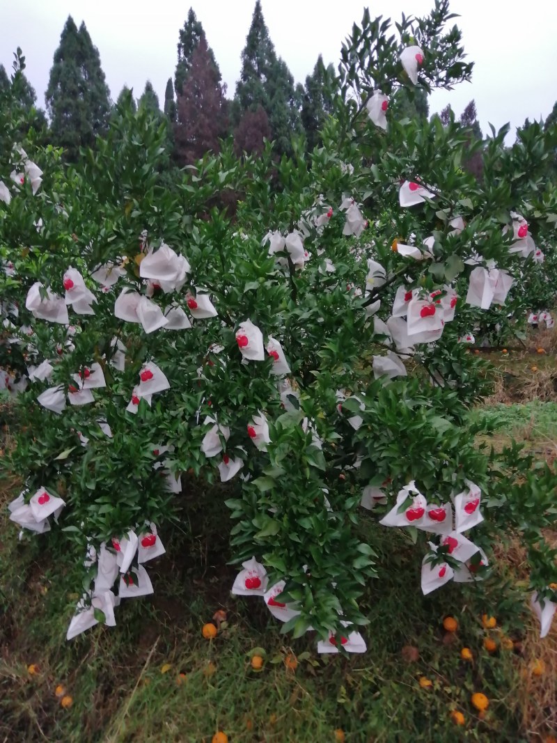 精品甜蜜蜜耙耙柑大量上市