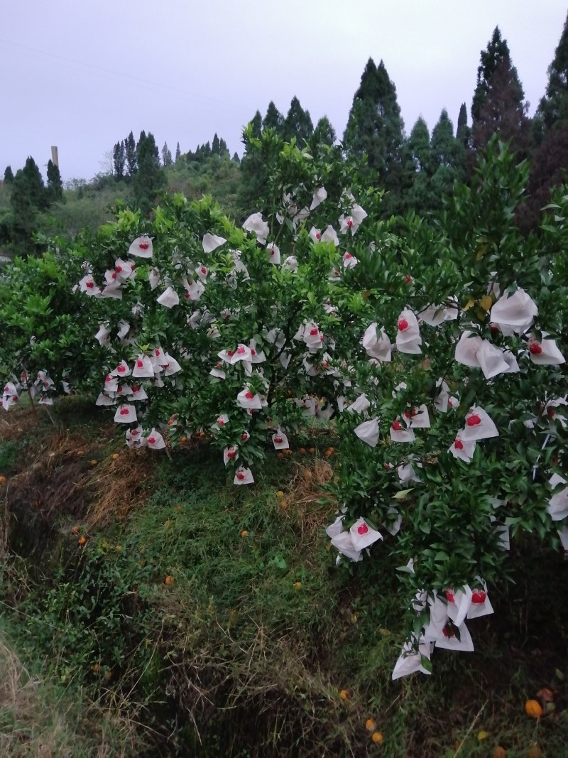 精品甜蜜蜜耙耙柑大量上市