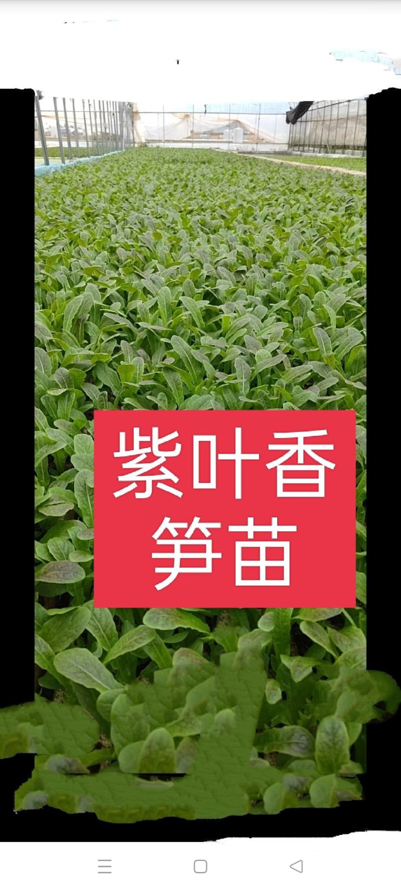 娃娃菜苗