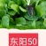 娃娃菜苗