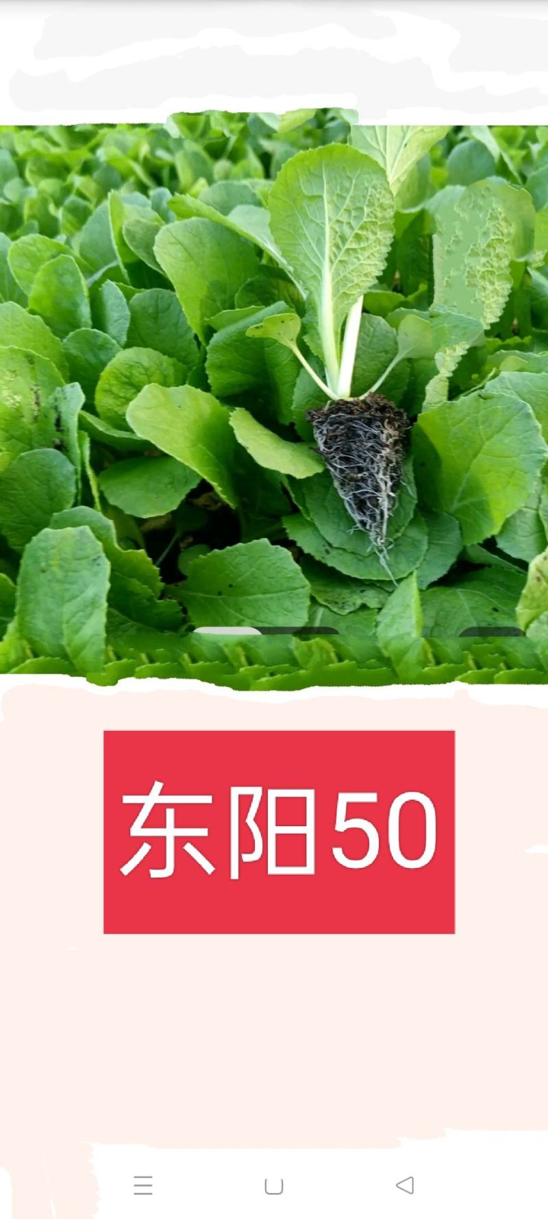 娃娃菜苗
