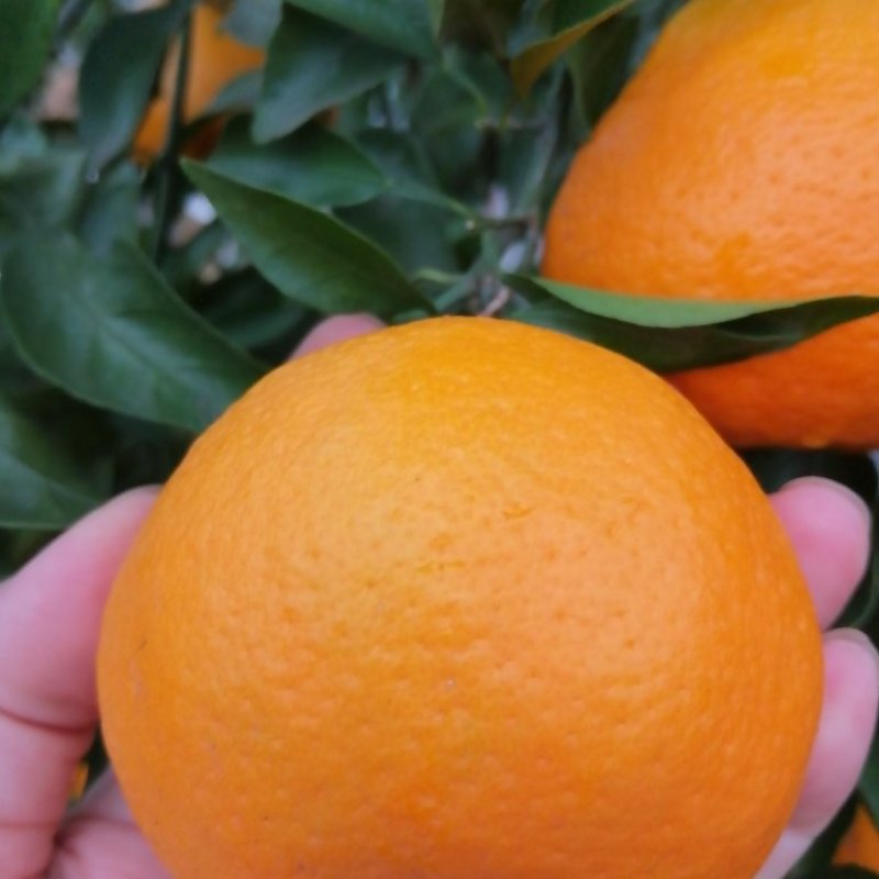 精品甜蜜蜜耙耙柑大量上市