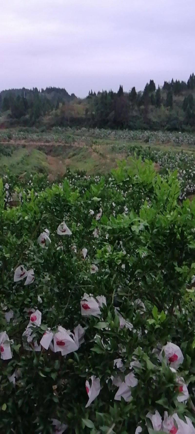 精品甜蜜蜜耙耙柑大量上市