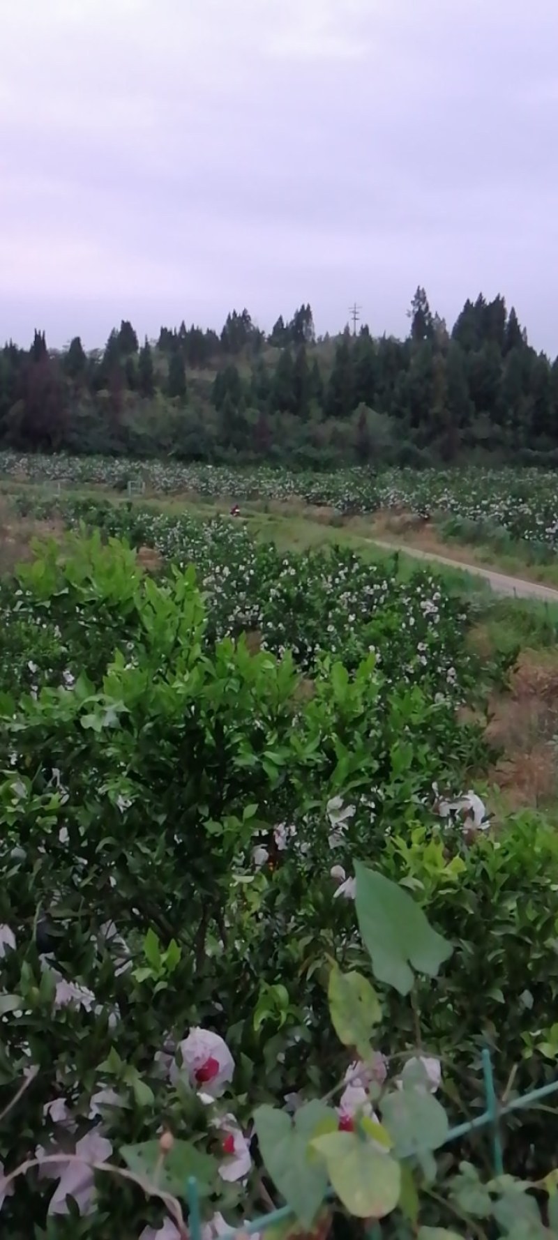 精品甜蜜蜜耙耙柑大量上市