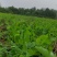 精品豌豆尖基地加代办货源充足质质量可靠可供超市批发商电商