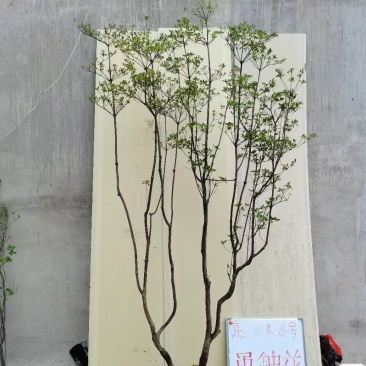 吊钟花