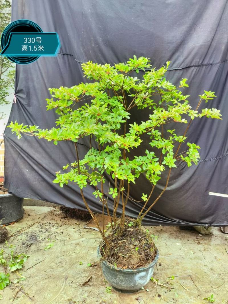 吊钟花