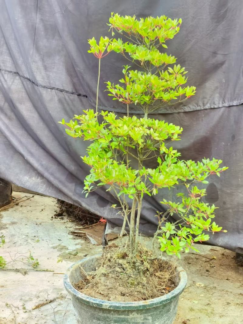 吊钟花