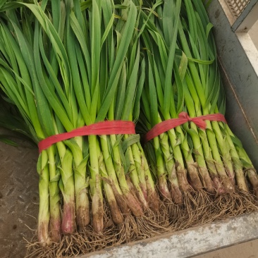 精品红根蒜苗