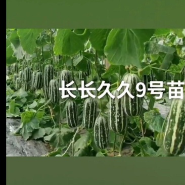 山东莘县甜瓜种苗:长长久久