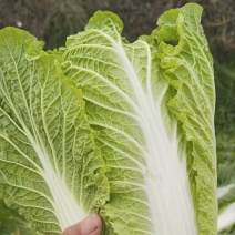 陕西蒲城青杂3大白菜大量供应，无公害蔬菜