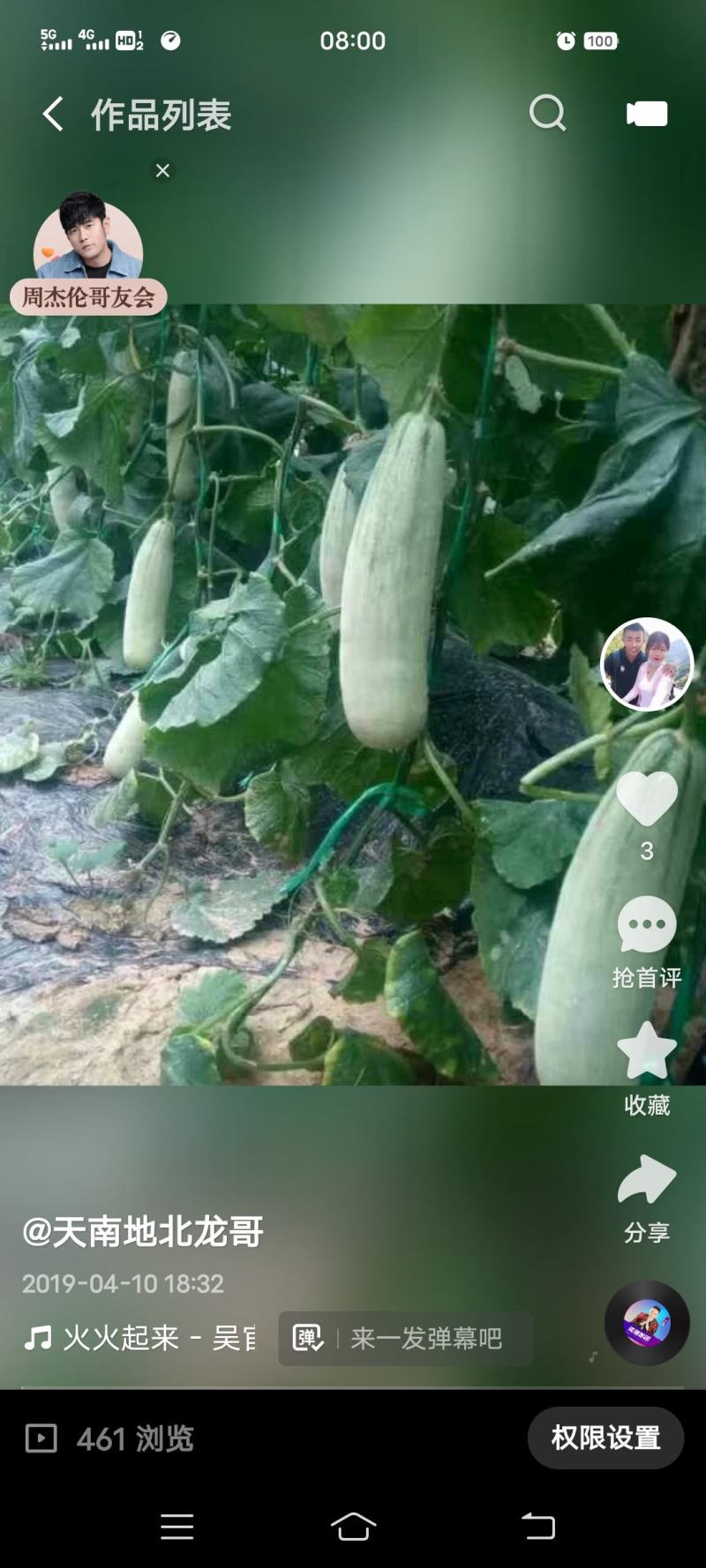 山东莘县甜瓜种苗:61甜瓜苗