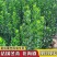 北海道黄杨冬青树苗篱笆围墙植物四季常青耐寒围墙树苗南北方