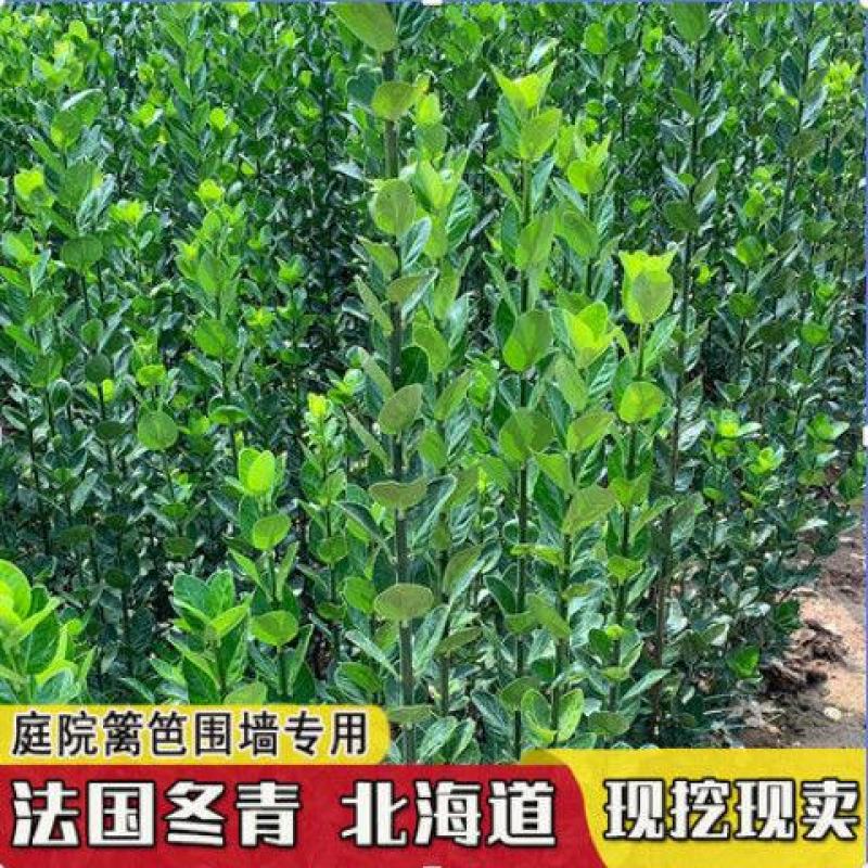 北海道黄杨冬青树苗篱笆围墙植物四季常青耐寒围墙树苗南北方
