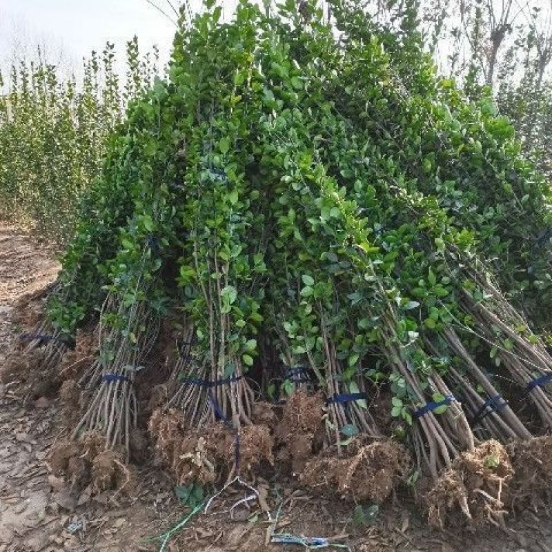 北海道黄杨冬青树苗篱笆围墙植物四季常青耐寒围墙树苗南北方