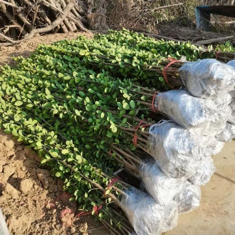 北海道黄杨冬青树苗篱笆围墙植物四季常青耐寒围墙树苗南北方