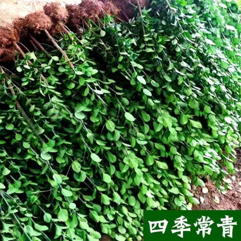 北海道黄杨冬青树苗篱笆围墙植物四季常青耐寒围墙树苗南北方