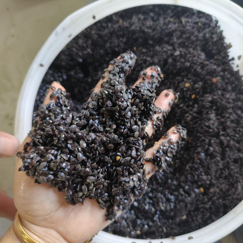 台农百香果苗种子广西新鲜带果肉果浆的湿籽网红百香果纯籽