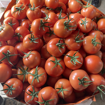 👍大红西红柿供商超电商精品红番茄耐运输产地直发