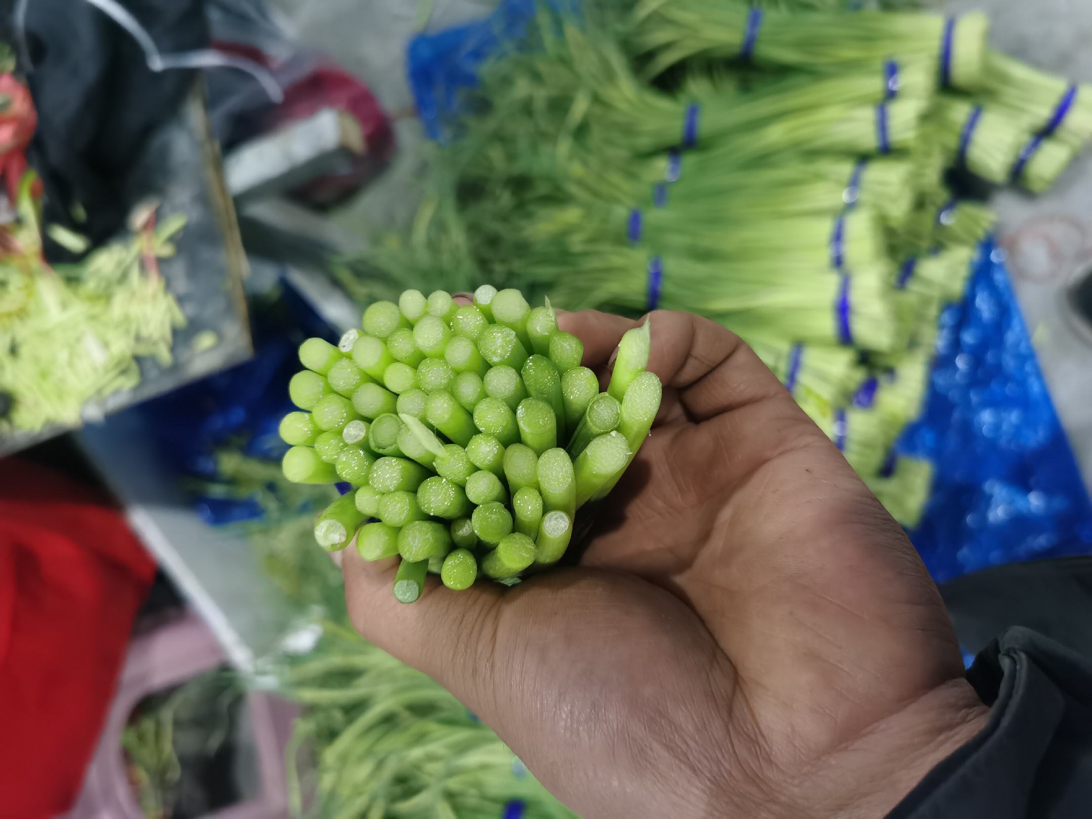 展示山东金乡蒜薹种植基地的连片大棚景象,突出规模化生产特征 山东金乡蒜薹种植基地实景图