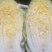 大颗黄心菜，适合加工厂