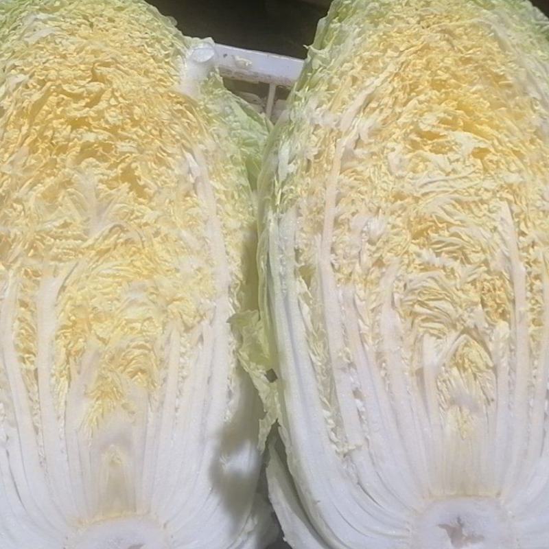大颗黄心菜，适合加工厂