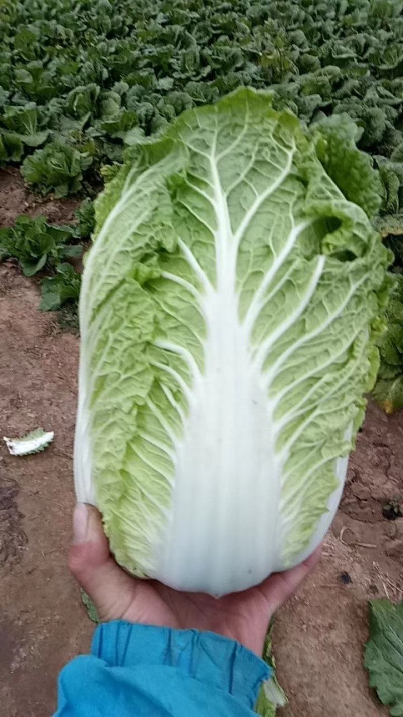 大颗黄心菜，适合加工厂