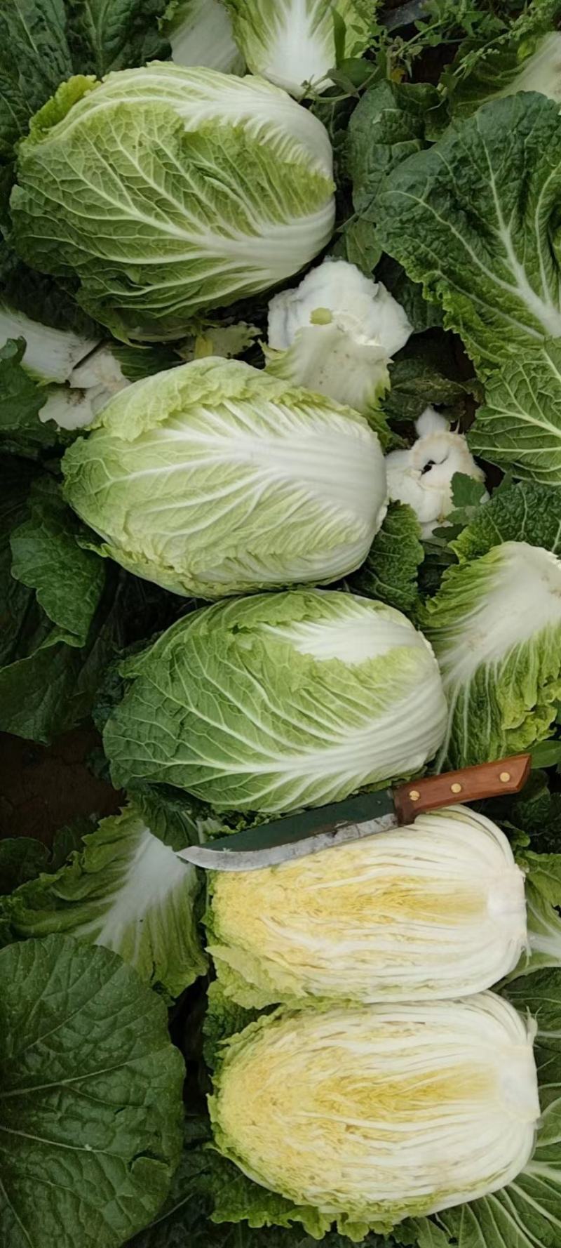 大颗黄心菜，适合加工厂
